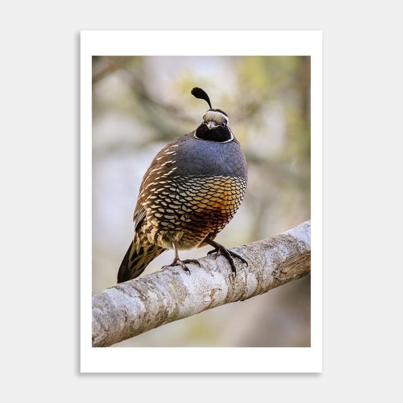 Quail Of Coolness Art Print By Penny Kennedy