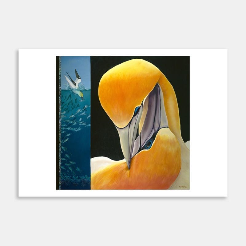 Gannets No.1 Art Print By Robyn Moxey