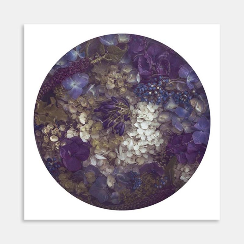 Agapanthus Art Print by Marina de Wit