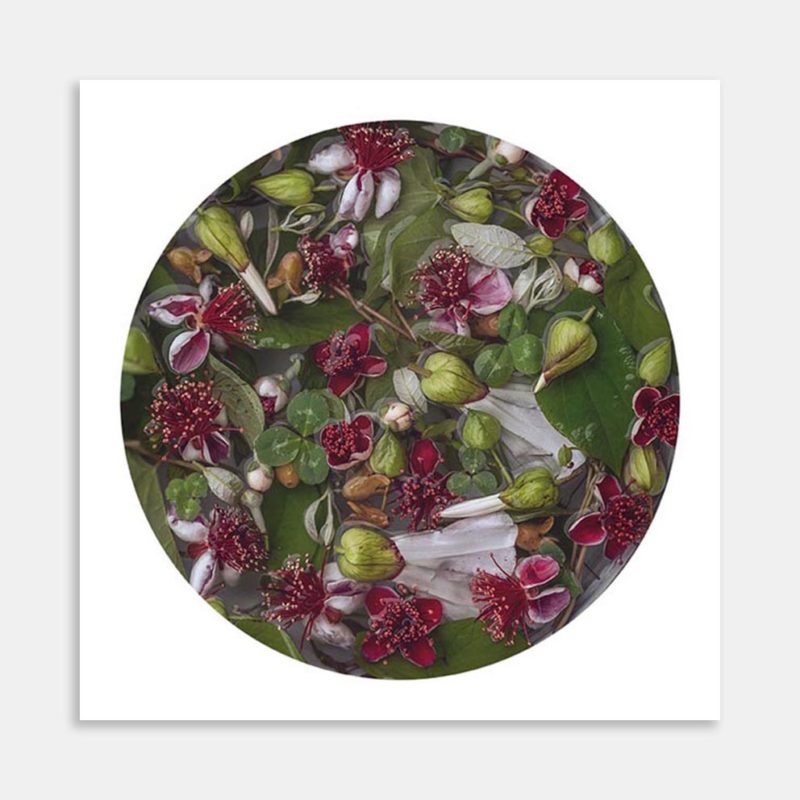 Feijoa Art Print by Marina de Wit