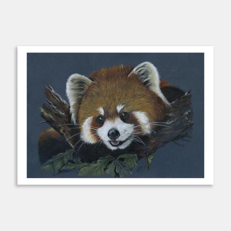 Red Panda Art Print By Ellen Thompson