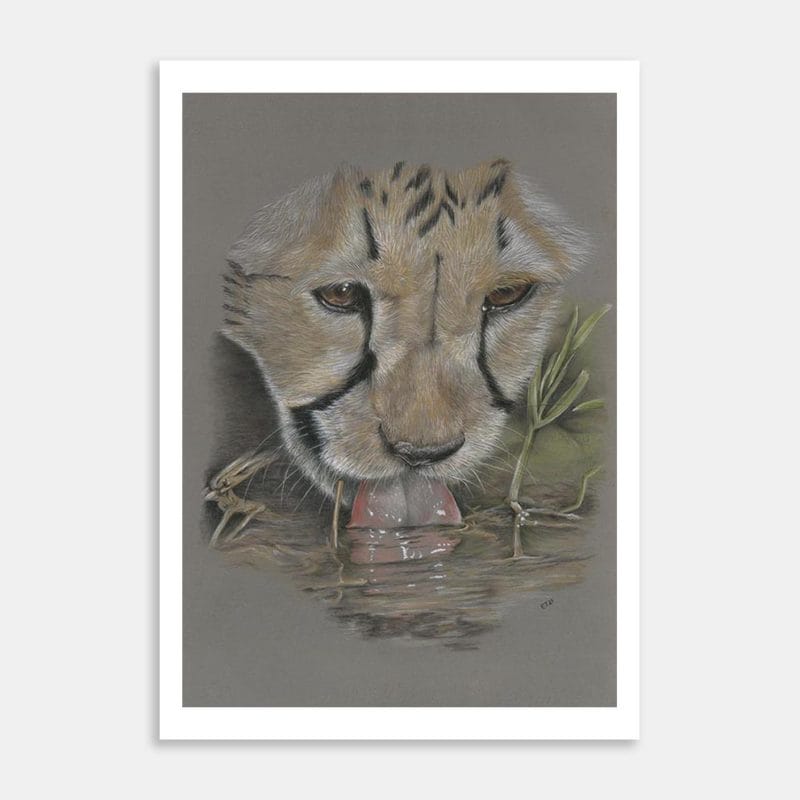Cheetah Drinking Art Print By Ellen Thompson