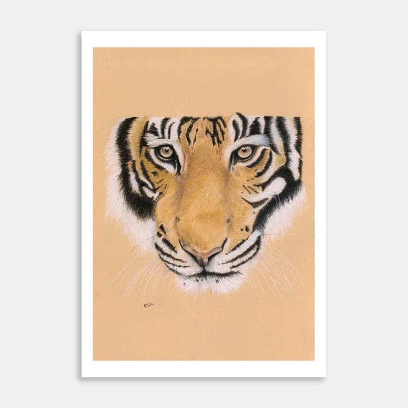Tiger Portrait Art Print By Ellen Thompson