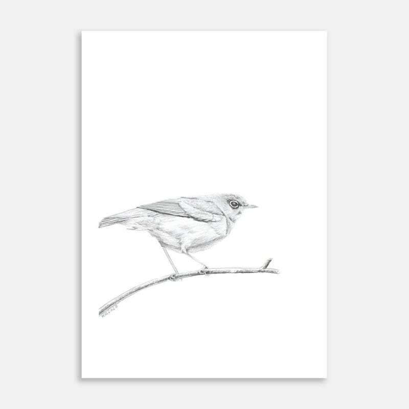 Delicate Wax Eye Art Print By Keryn Grogan