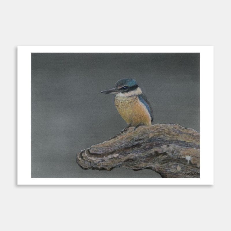 Kingfisher Art Print By Liam OHalloran