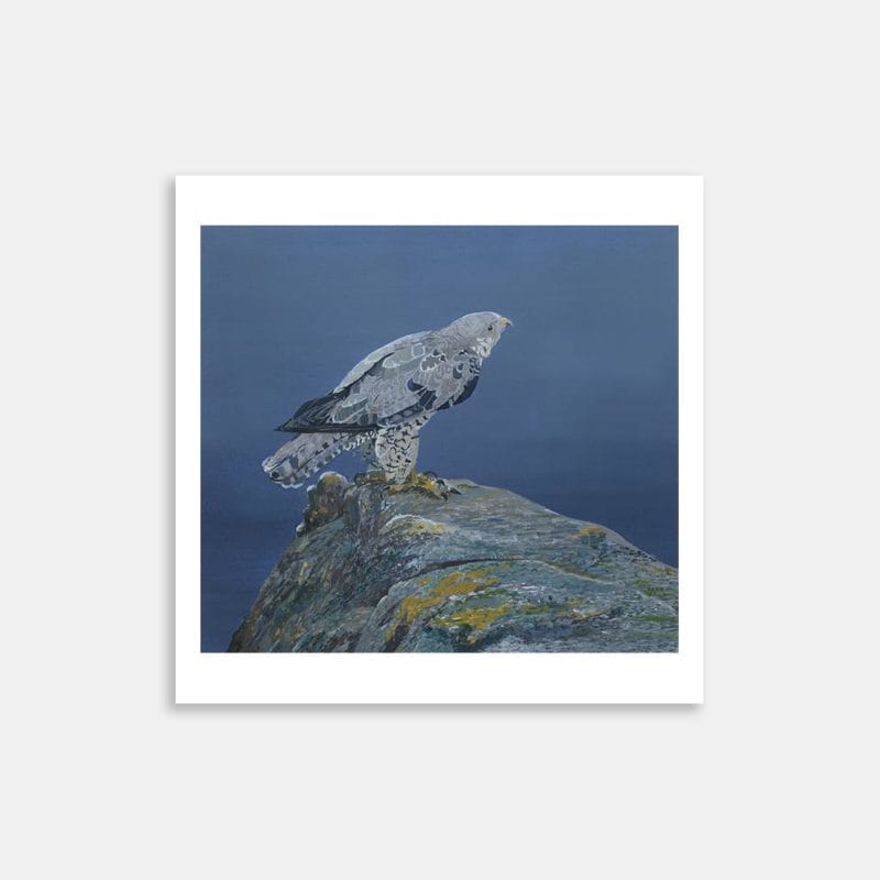 Falcon No.2 Art Print By Liam OHalloran