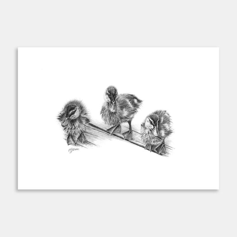 Ducklings Of Lake Okareka Art Print By Carol Tarboton