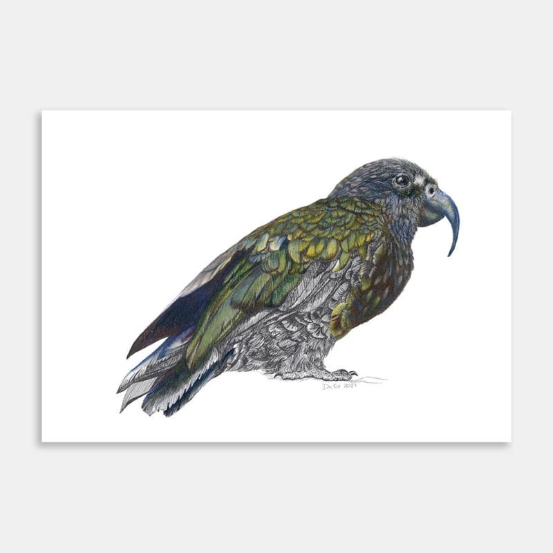 Keeea Limited Edition Art Print By Dickie