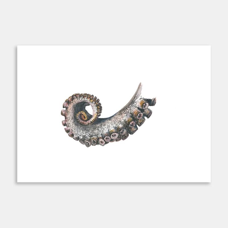 Octopus Arm Limited Edition Art Print By Dickie