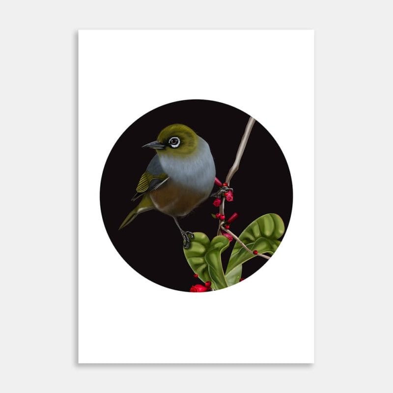 Silvereye Art Print By Rachel Allen
