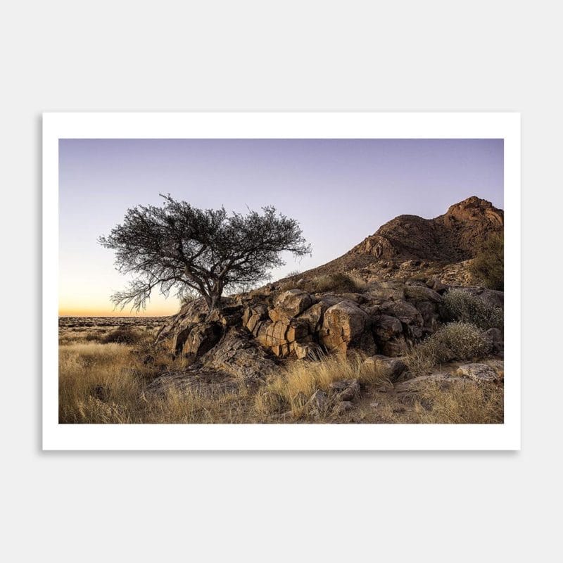Spitzkoppe Acacia Art Print By John Botton