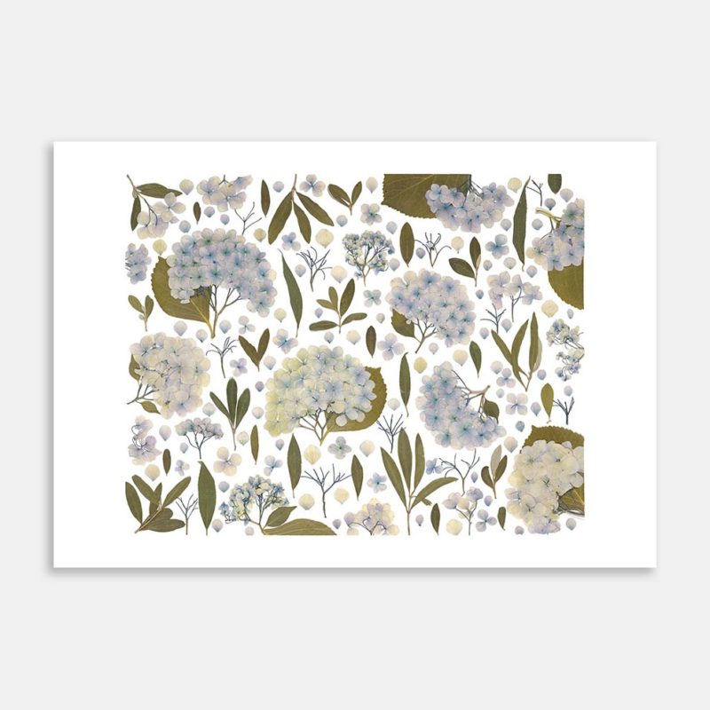 Hydrangea Art Print By Kay Olsen
