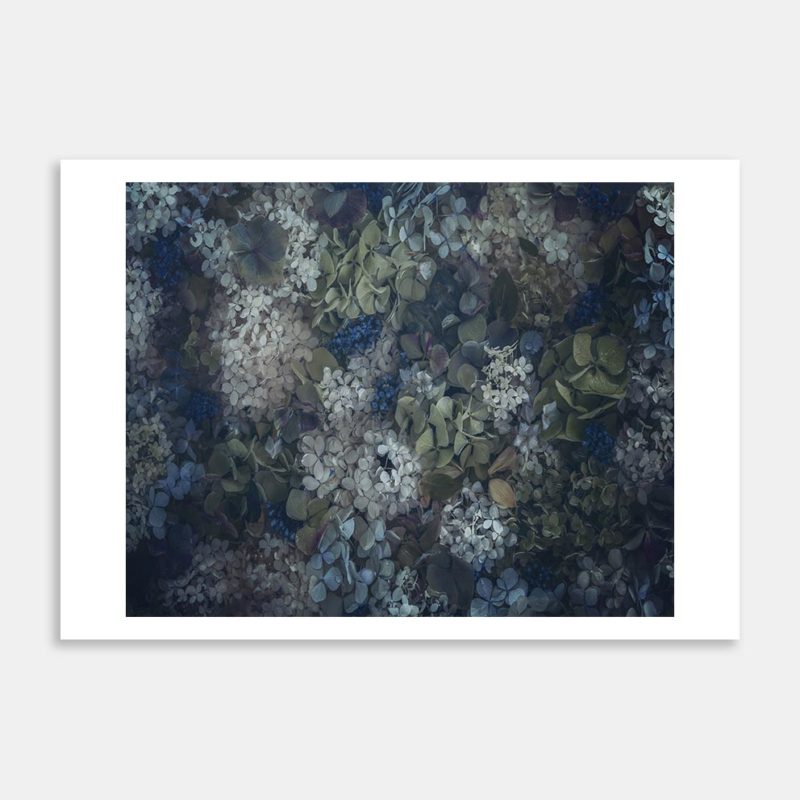 Hydrangeas Art Print by Marina de Wit