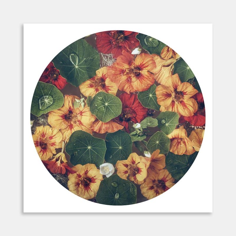 Nasturtium Art Print by Marina de Wit