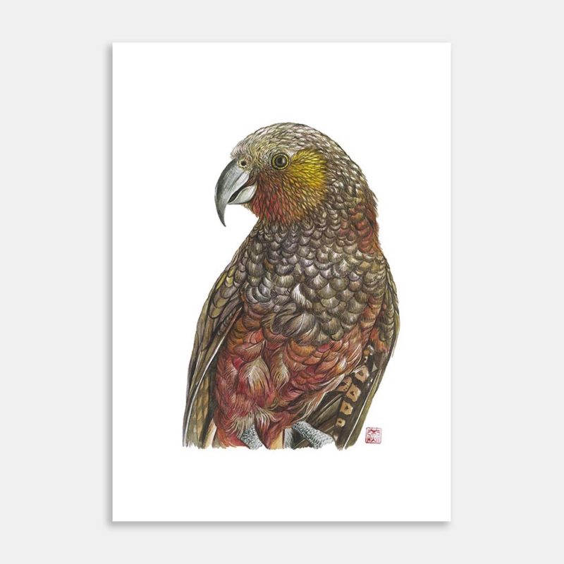 Kaka Limited Editions Art Print By Rachel Tan