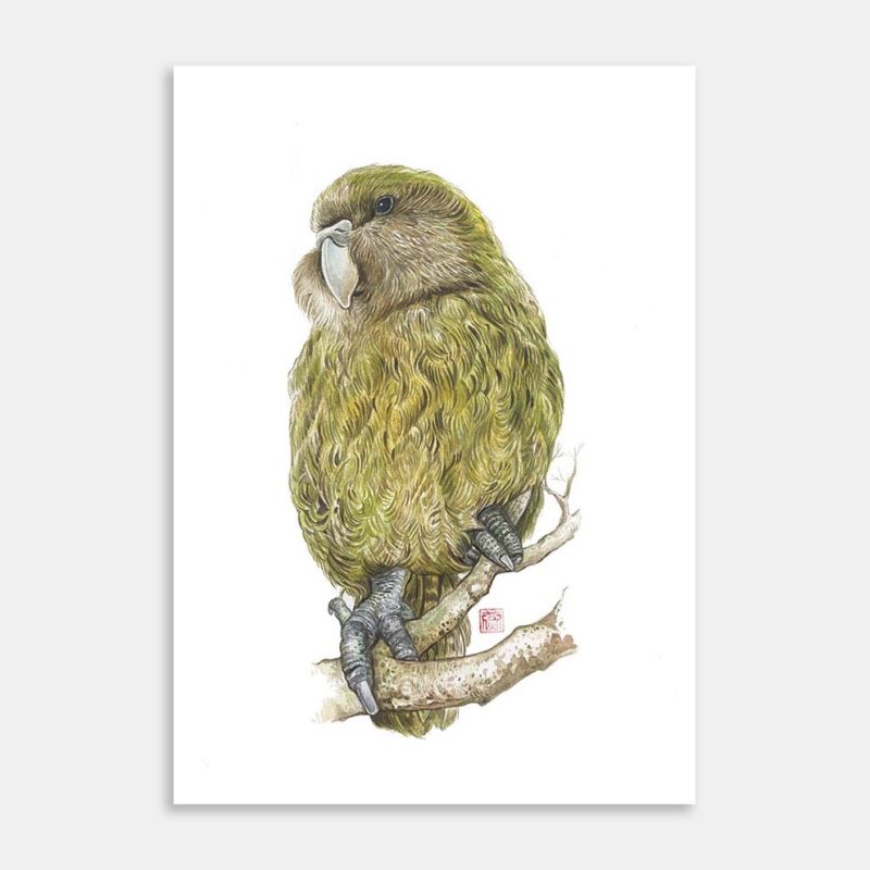 Kakapo Limited Editions Art Print By Rachel Tan