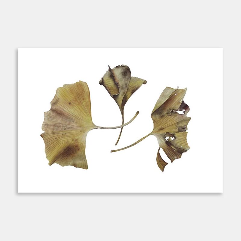 Autumnal Gingko Leaves Art Print By Birgit Rhode