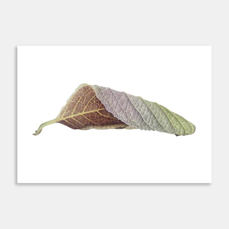 Autumnal Hydrangea Leaf Art Print By Birgit Rhode