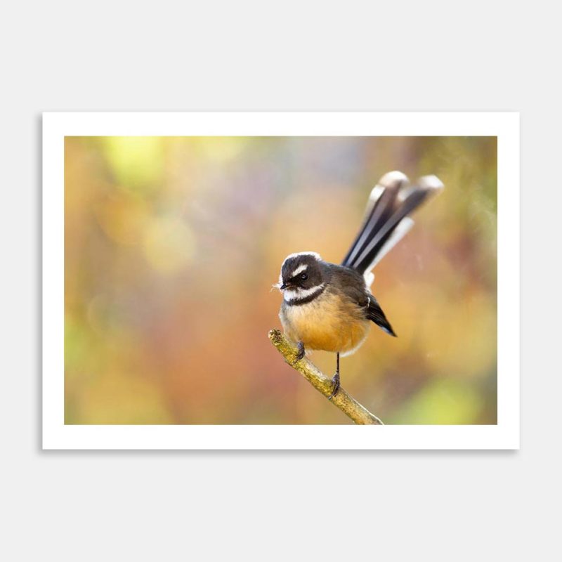 Autumn Fantail Art Print By Paul Sorrell