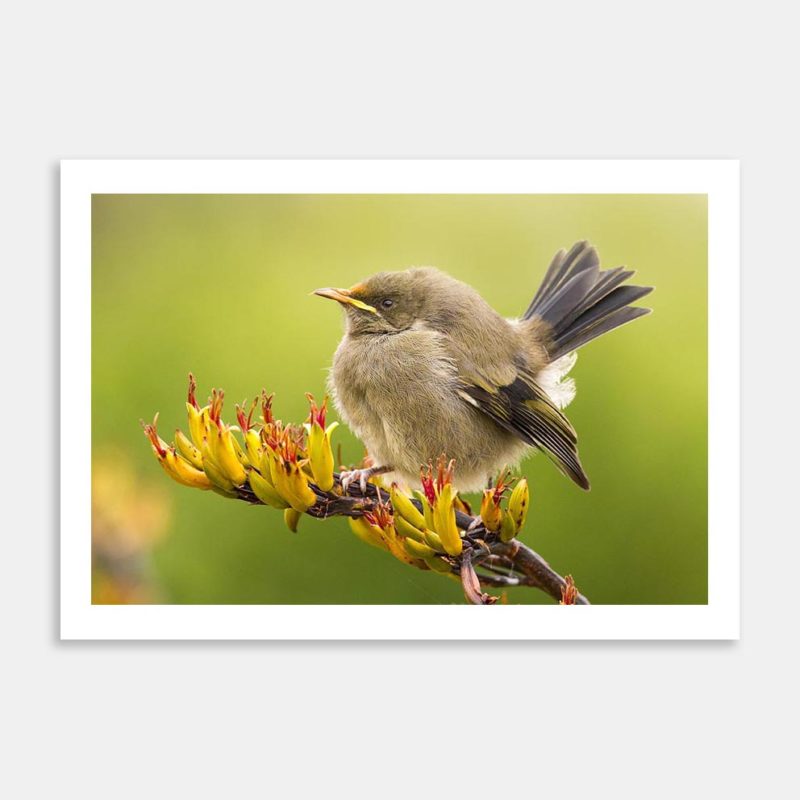 Bellbird Baby Art Print By Paul Sorrell
