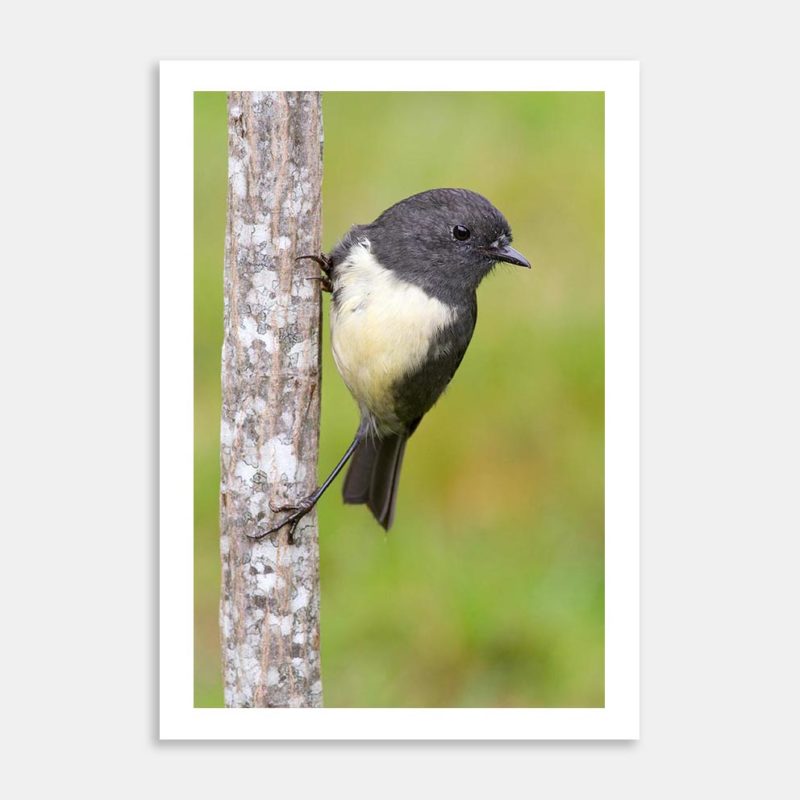 Robin On Lancewood Art Print By Paul Sorrell