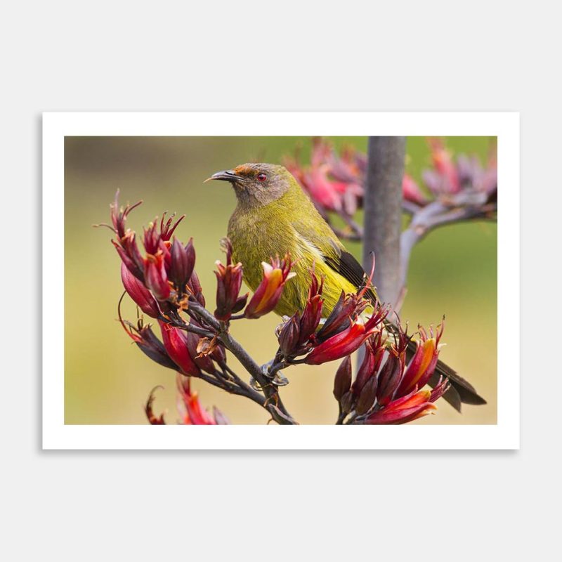 Bellbird On Flax Art Print By Paul Sorrell