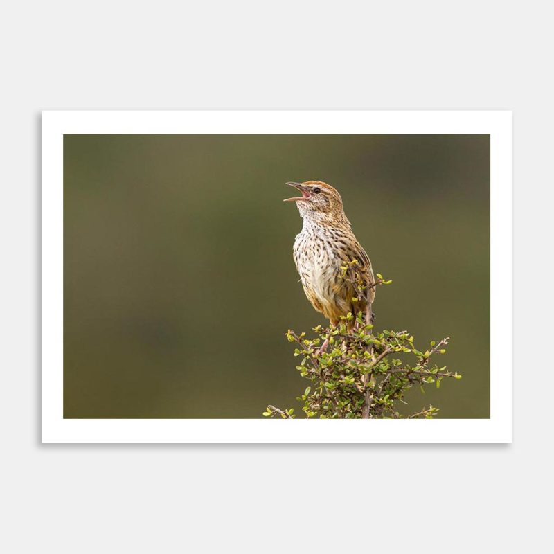 Fernbird Calling Art Print By Paul Sorrell