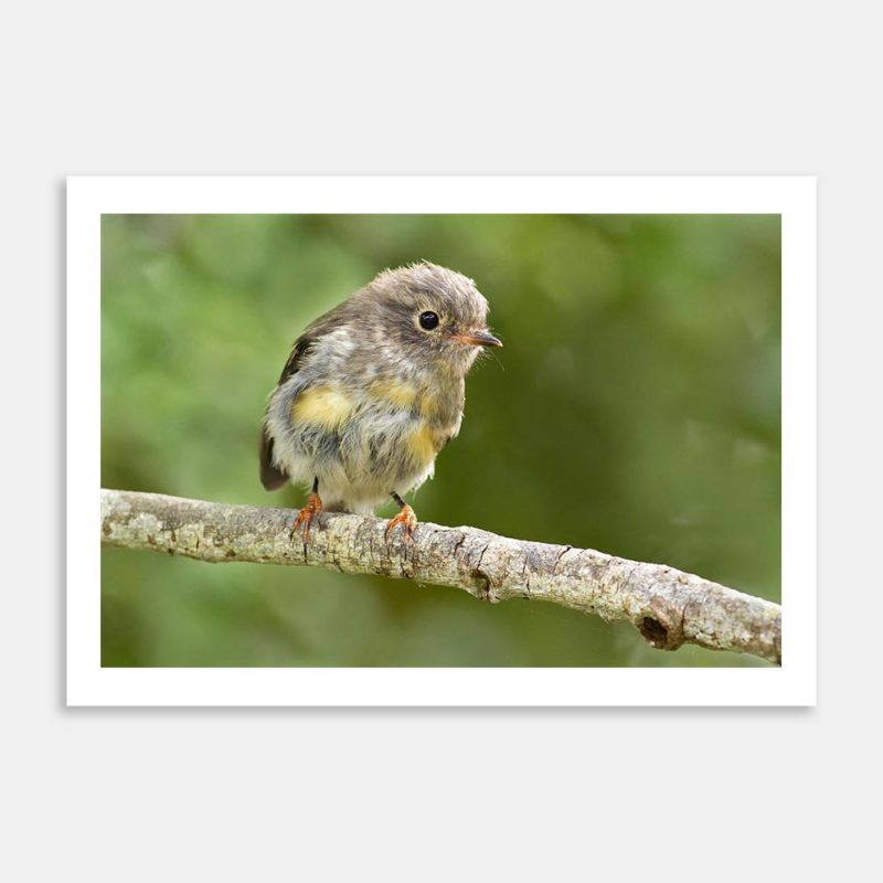 First Steps Art Print By Paul Sorrell