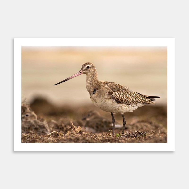 Godwit Visitor Art Print By Paul Sorrell