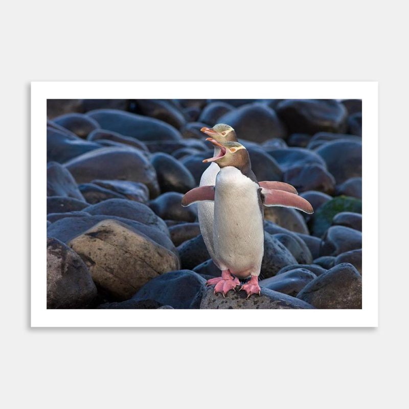 Hoiho Welcome Art Print By Paul Sorrell