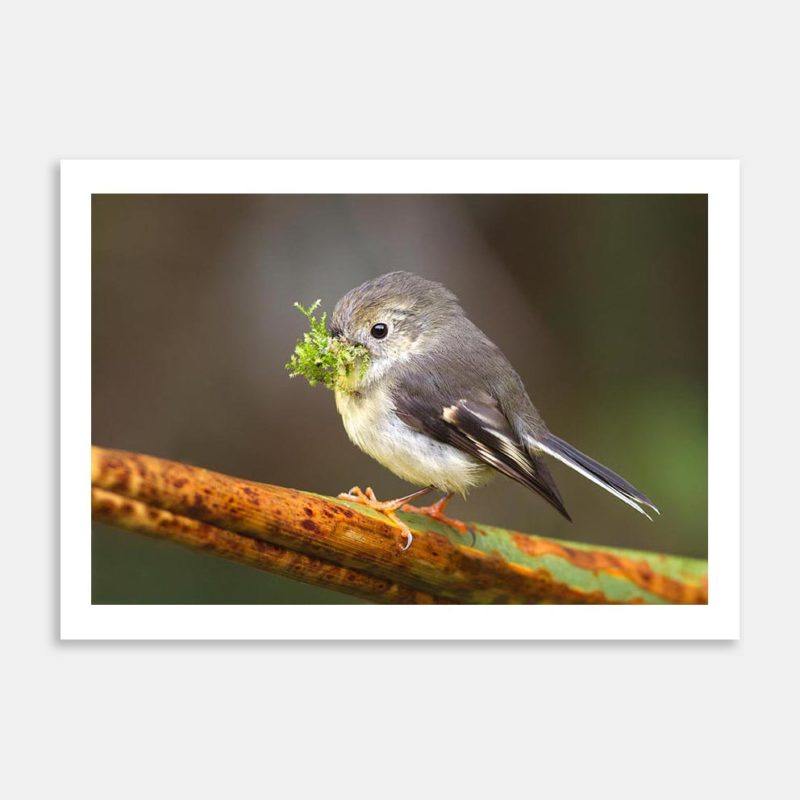 Lining Her Nest Art Print By Paul Sorrell