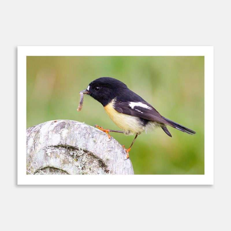 Tomtit With Grub Art Print By Paul Sorrell