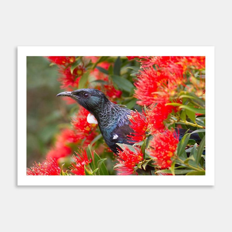 Tui On Rata Art Print By Paul Sorrell