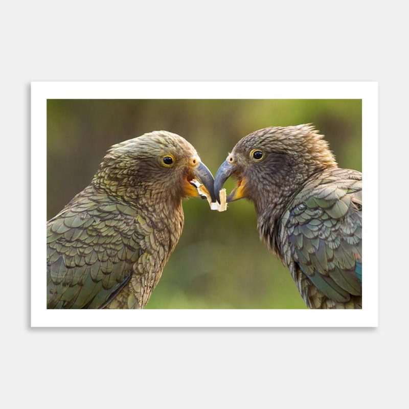 Young Kea At Play Art Print By Paul Sorrell