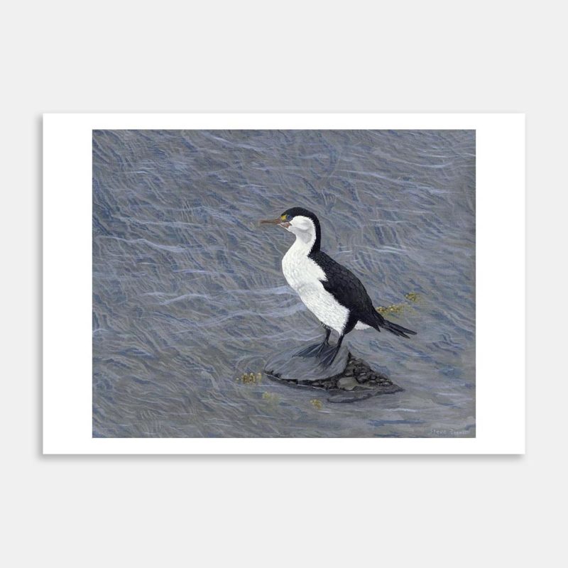 Cormorant Art Print By Steve Pigott