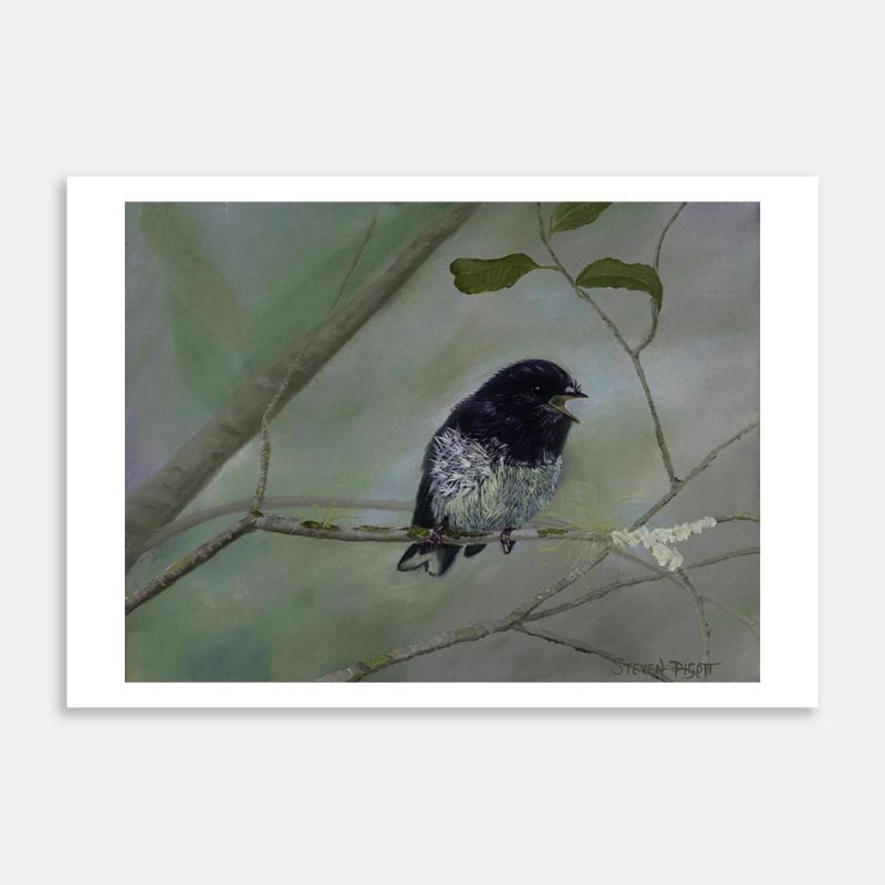 Tomtit Art Print By Steve Pigott