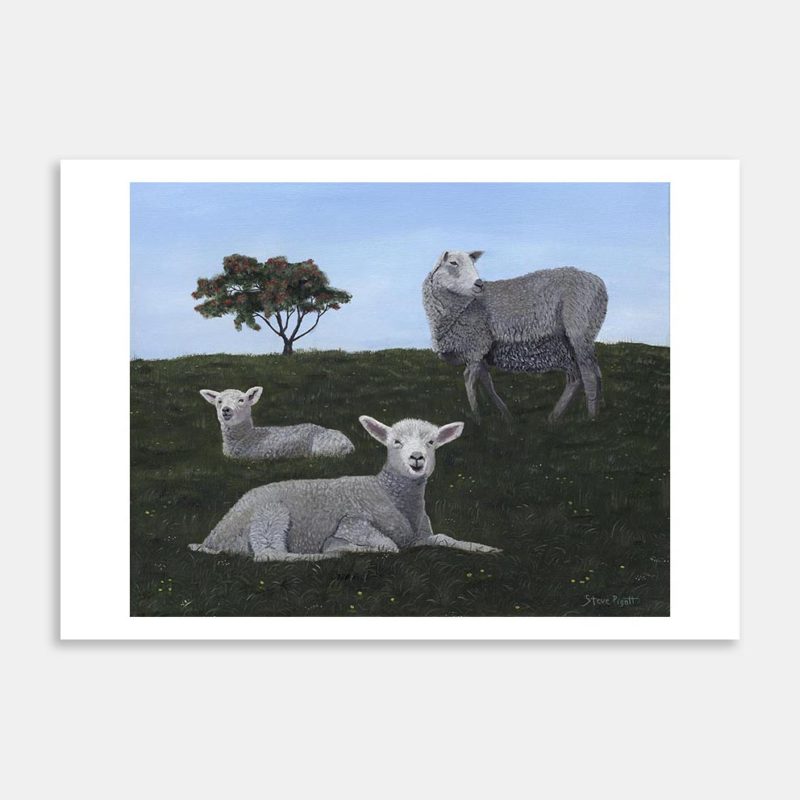 Sheep At Martins Bay Art Print By Steve Pigott