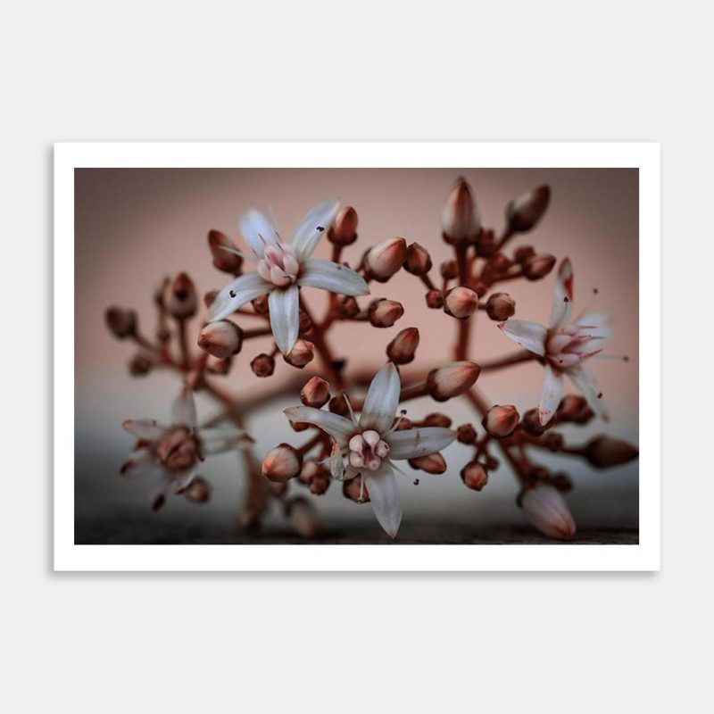 Cactus Flowers Art Print By Amy Tinling
