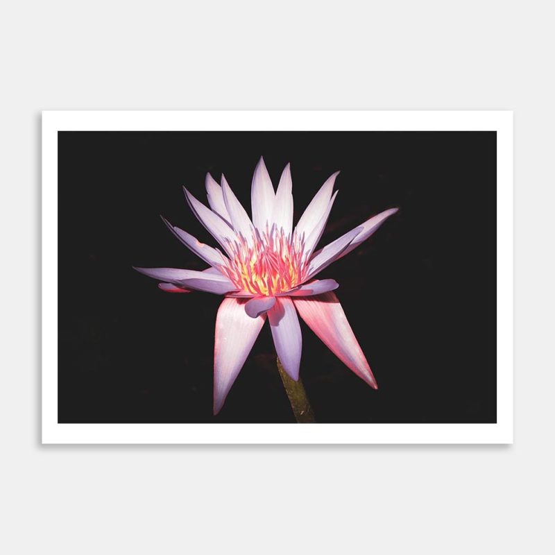 Lily Art Print By Amy Tinling