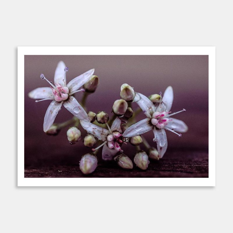 Stylised Flowers Art Print By Amy Tinling