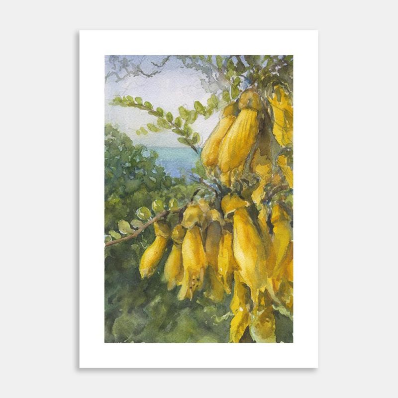 Kowhai Art Print By Richard Coldicutt