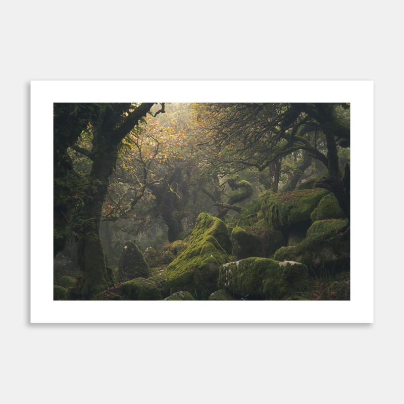 Wistmans Wood I Limited Edition Art Print By Charlotte E. Johnson