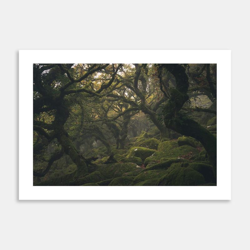 Wistmans Wood II Limited Edition Art Print By Charlotte E. Johnson