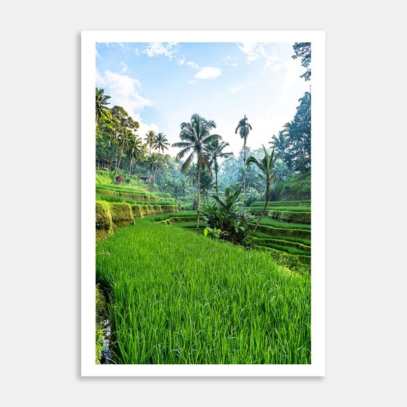 Tagallalang Rice Fields, Ubud Art Print By Carl Nehore