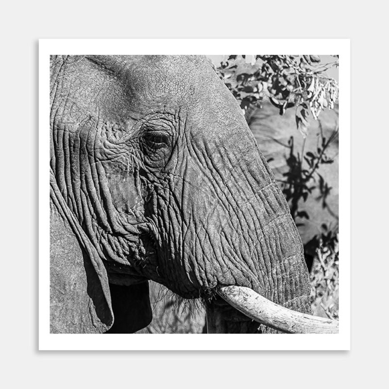 Elephant Art Print By Carl Nehore