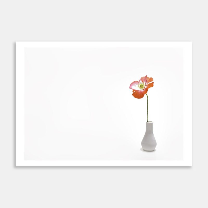 One Poppy in a Vase (rightside) Art Print By Kevin Chong