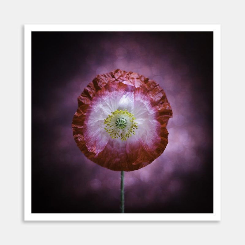 Popsicle Square Art Print By Kevin Chong