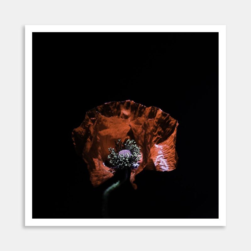 Queen Poppy Art Print By Kevin Chong