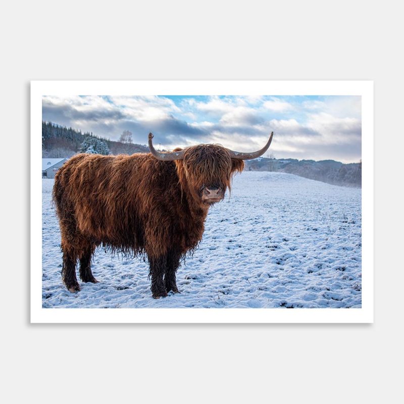 Scottish Friend Art Print By Lukas Weiss