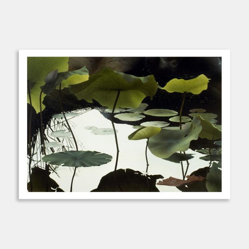 Water Lillies Art Print By Richard Coldicutt